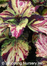 Coleus (Solenostemon) 'Lime Red'